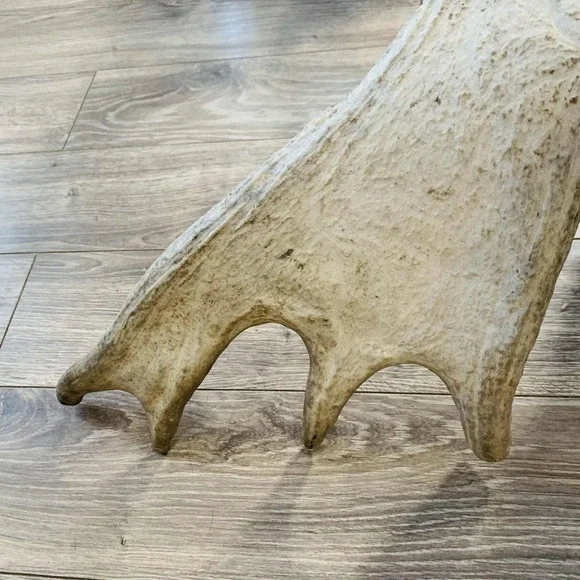 Naturally Shed Wild Moose Antler (Horn, Knife, Carving, Chew, Taxidermy) Full - Picture 10 of 16